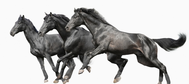 Das Black horses Wallpaper 720x320