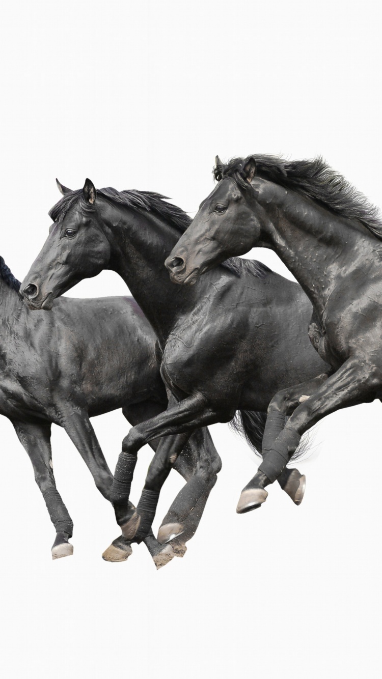 Black horses wallpaper 750x1334