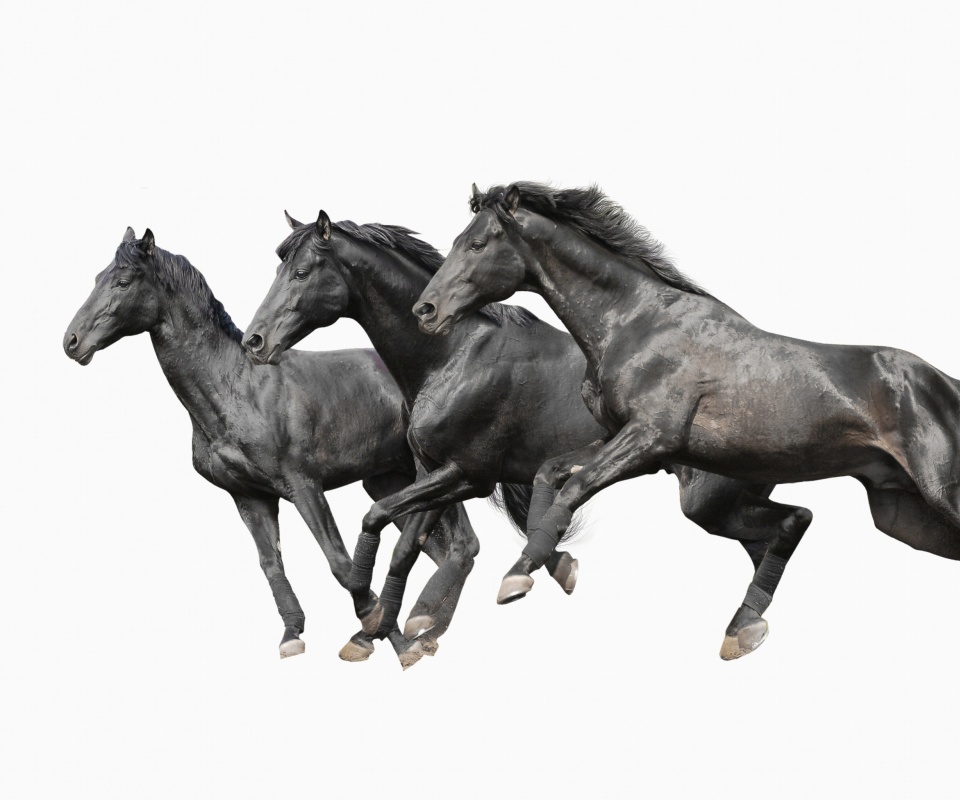 Fondo de pantalla Black horses 960x800
