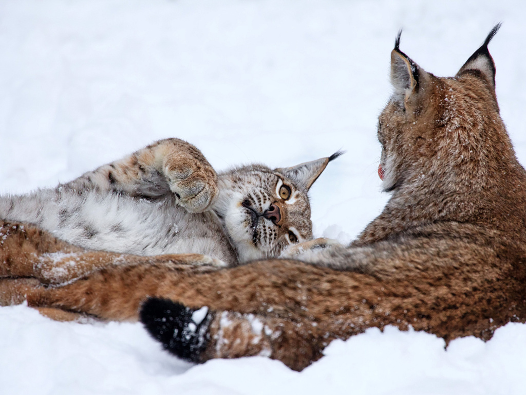 Lynx in Snow wallpaper 1024x768