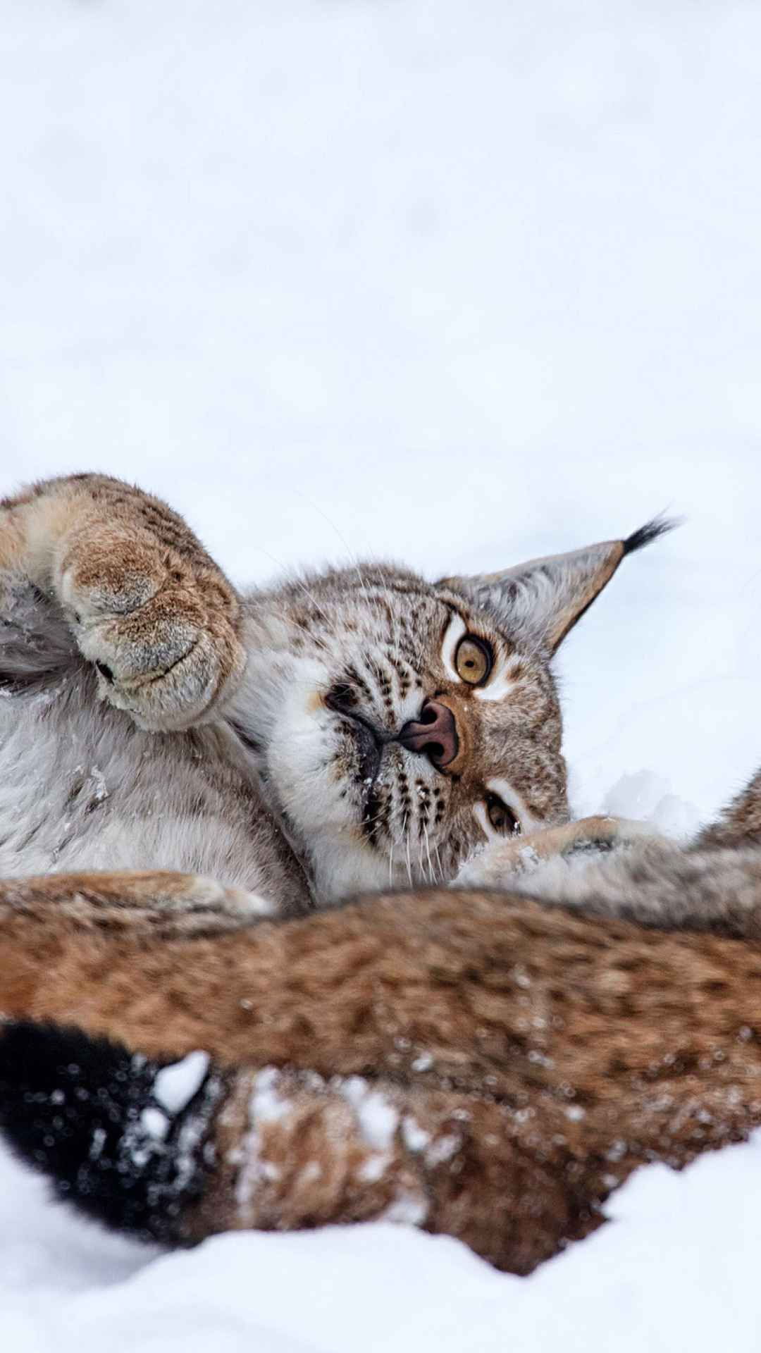 Das Lynx in Snow Wallpaper 1080x1920