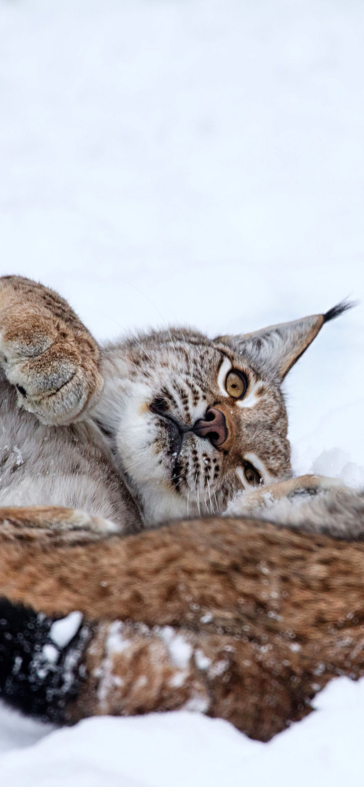 Lynx in Snow wallpaper 1170x2532