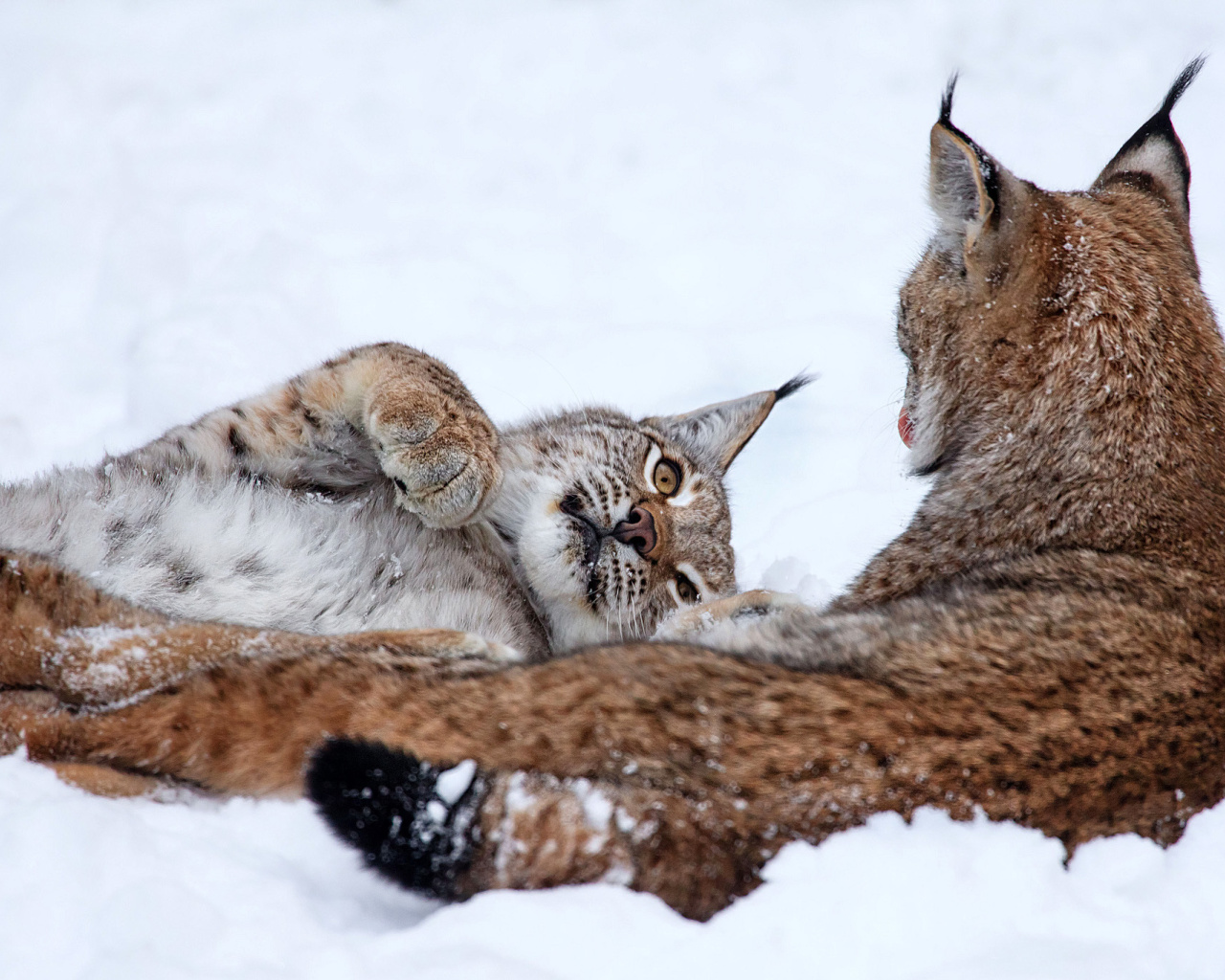 Fondo de pantalla Lynx in Snow 1280x1024