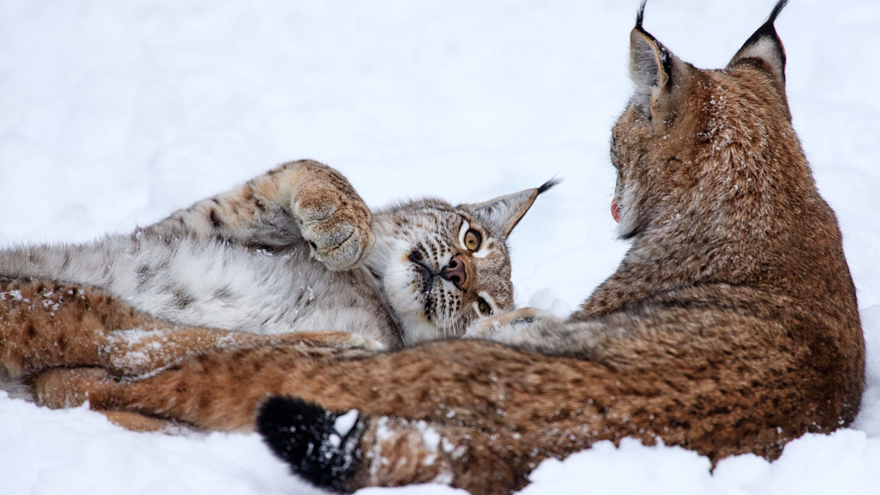 Sfondi Lynx in Snow 1280x720