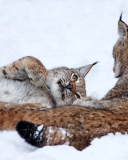 Lynx in Snow wallpaper 128x160