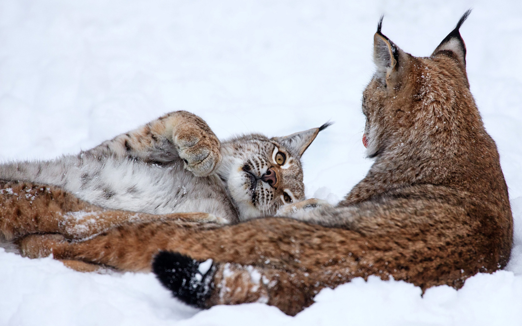 Das Lynx in Snow Wallpaper 1680x1050