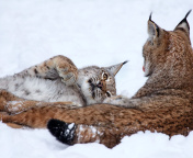 Lynx in Snow wallpaper 176x144