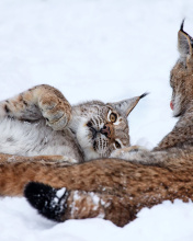Das Lynx in Snow Wallpaper 176x220