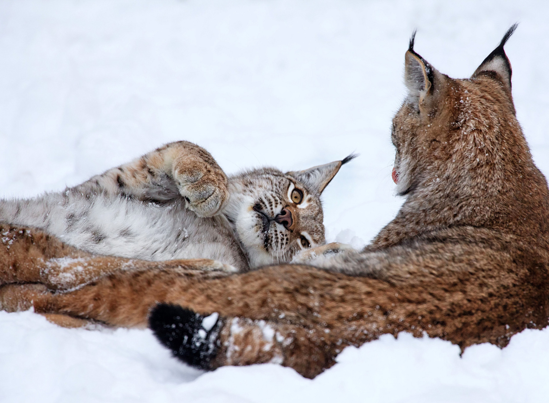 Fondo de pantalla Lynx in Snow 1920x1408