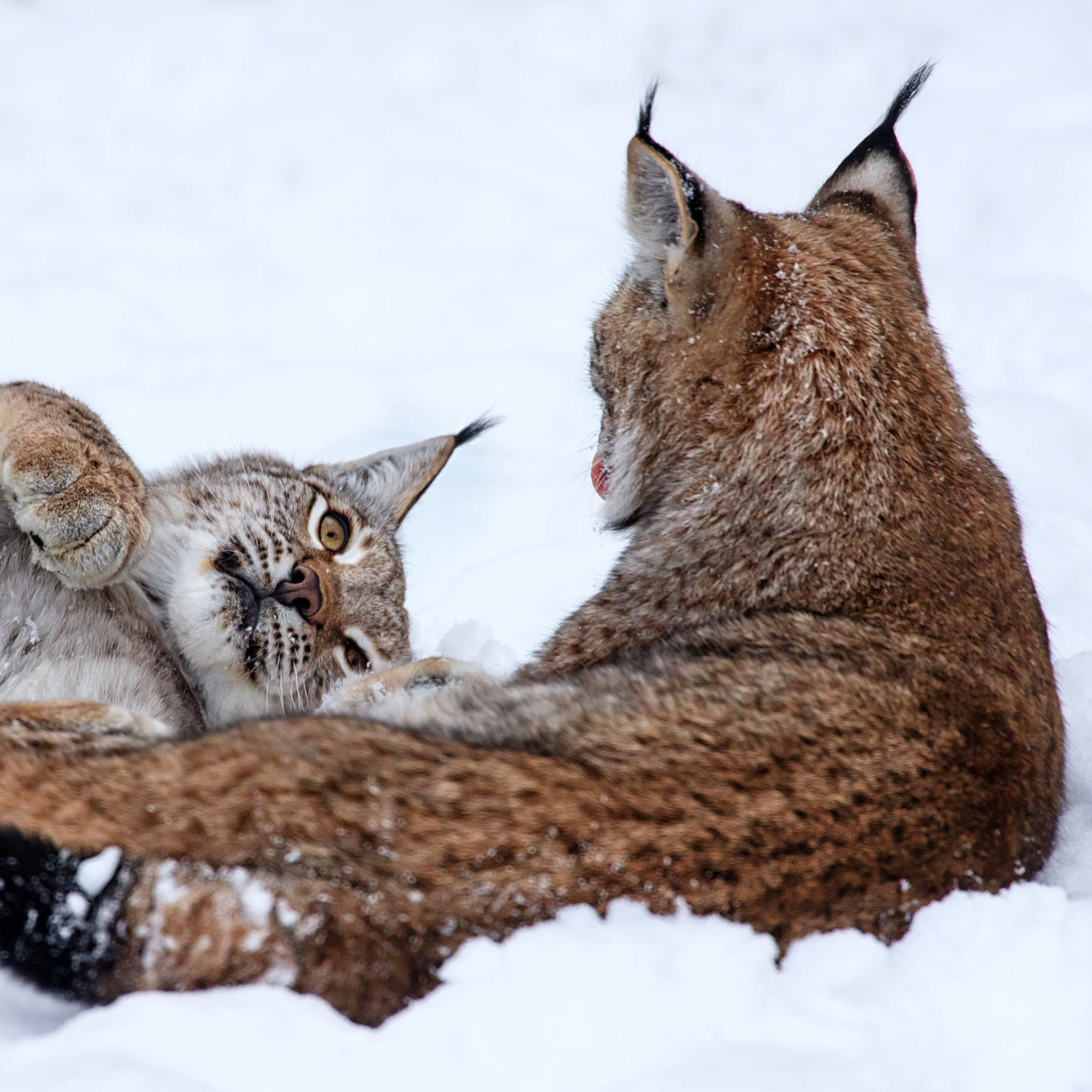 Das Lynx in Snow Wallpaper 2048x2048