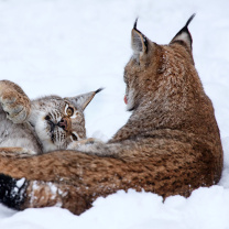 Das Lynx in Snow Wallpaper 208x208