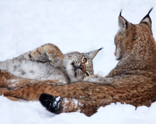 Das Lynx in Snow Wallpaper 220x176