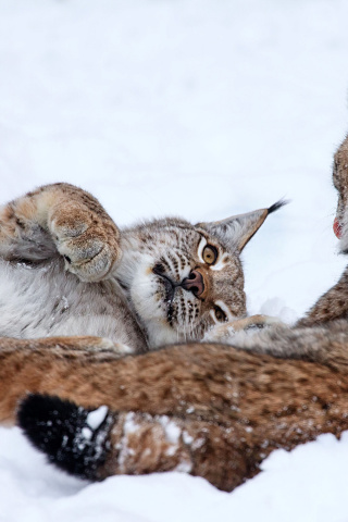 Обои Lynx in Snow 320x480