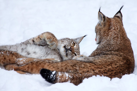 Lynx in Snow wallpaper 480x320
