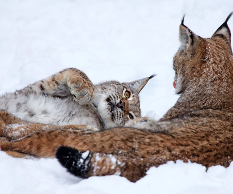 Sfondi Lynx in Snow 480x400