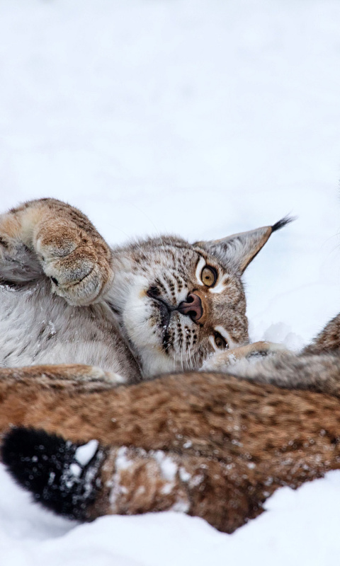 Обои Lynx in Snow 480x800