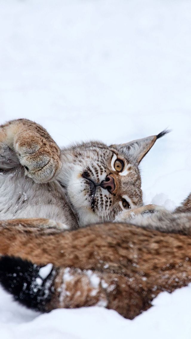 Lynx in Snow screenshot #1 640x1136