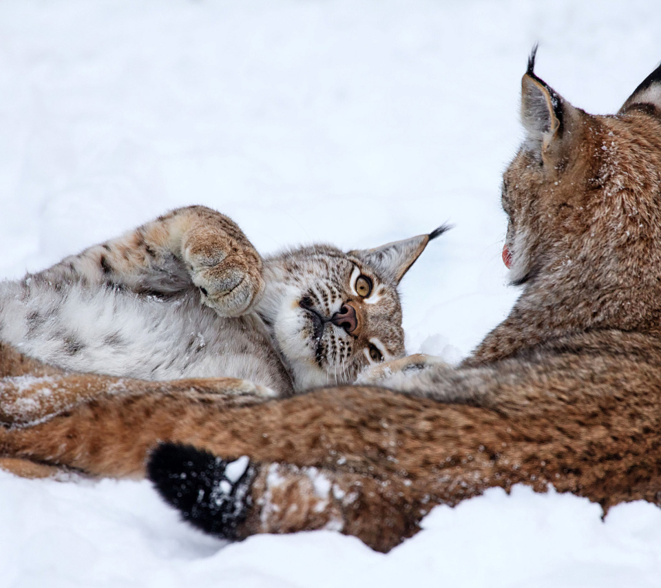 Lynx in Snow wallpaper 960x854