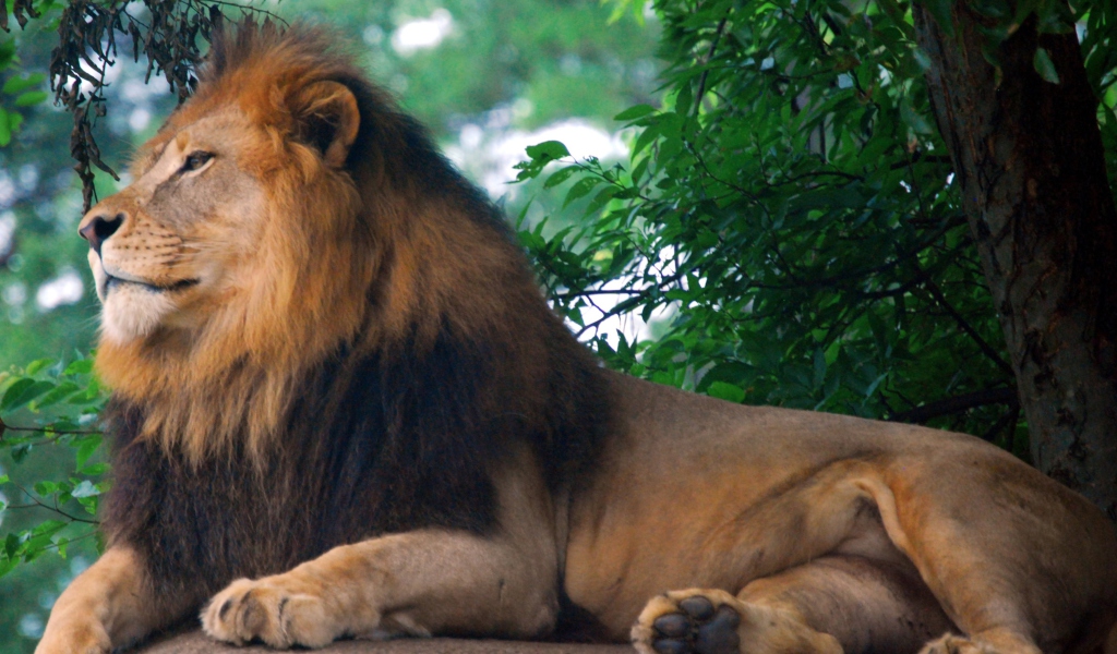 Sfondi Lion King Of Zoo 1024x600