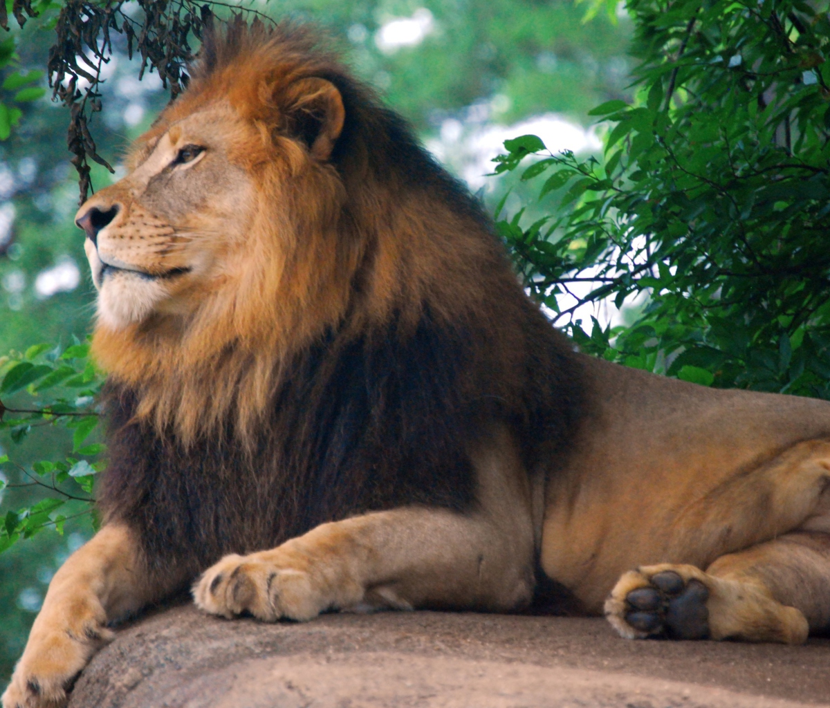 Sfondi Lion King Of Zoo 1200x1024