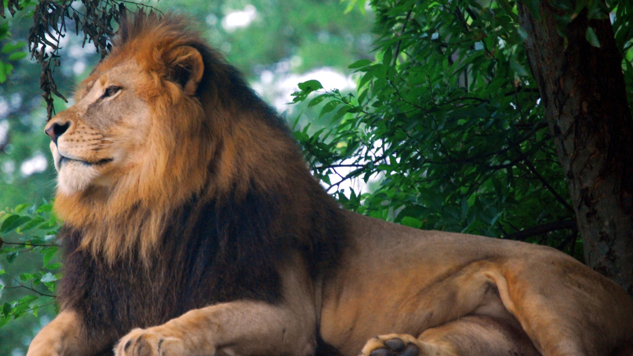 Fondo de pantalla Lion King Of Zoo 1280x720