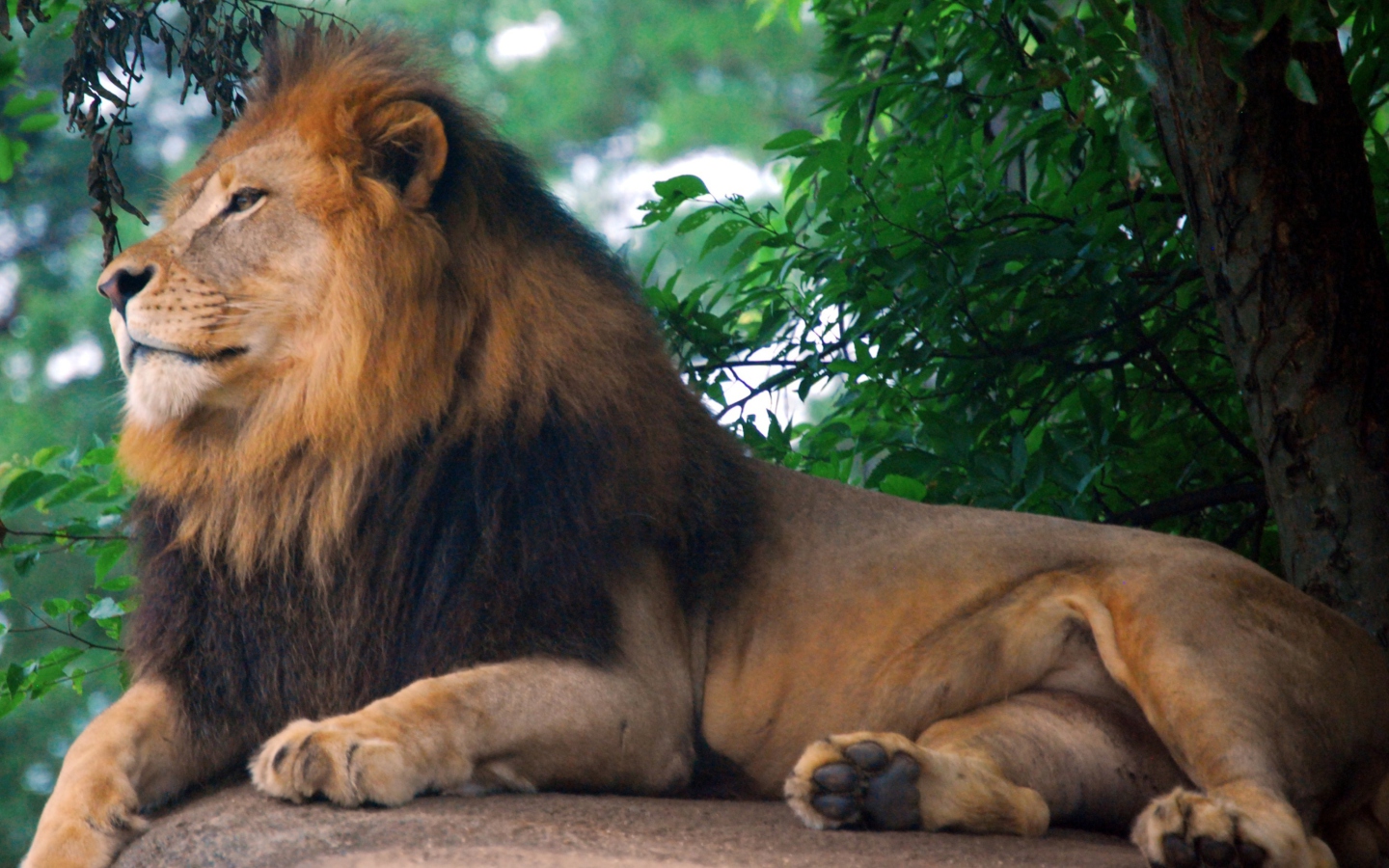 Sfondi Lion King Of Zoo 1440x900