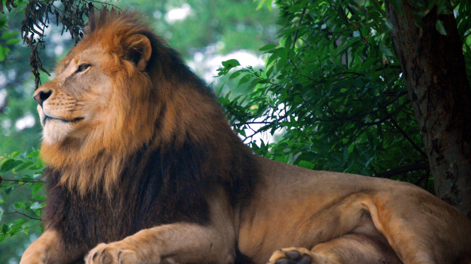 Fondo de pantalla Lion King Of Zoo 1600x900