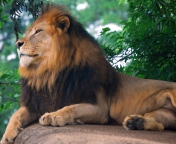 Sfondi Lion King Of Zoo 176x144
