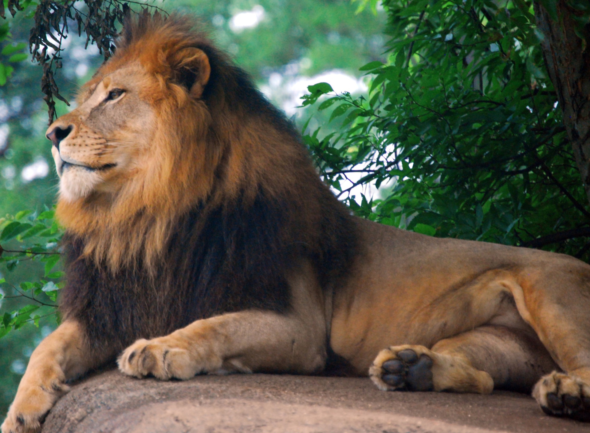 Обои Lion King Of Zoo 1920x1408