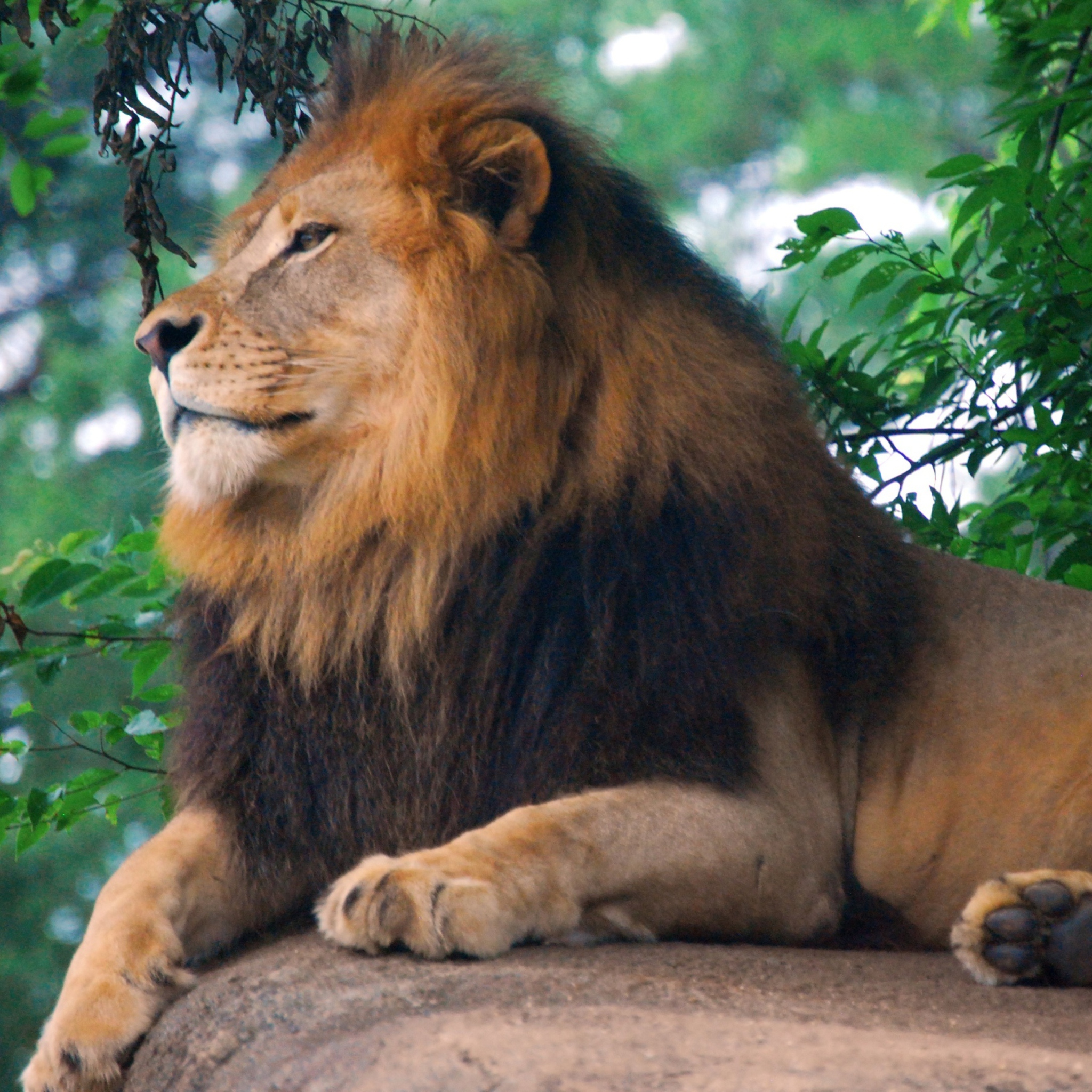 Sfondi Lion King Of Zoo 2048x2048