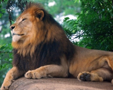 Fondo de pantalla Lion King Of Zoo 220x176