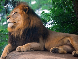 Sfondi Lion King Of Zoo 320x240