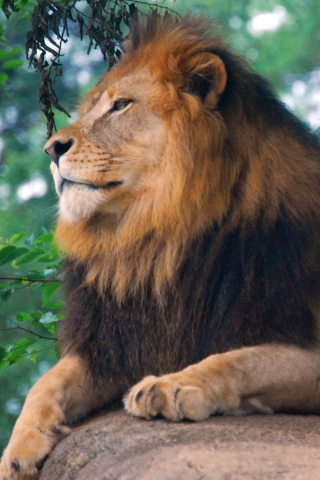 Sfondi Lion King Of Zoo 320x480