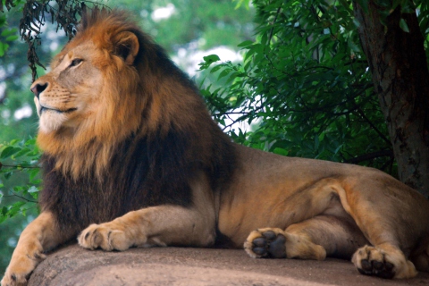 Fondo de pantalla Lion King Of Zoo 480x320