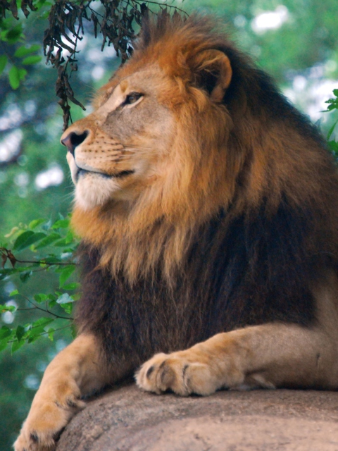 Обои Lion King Of Zoo 480x640