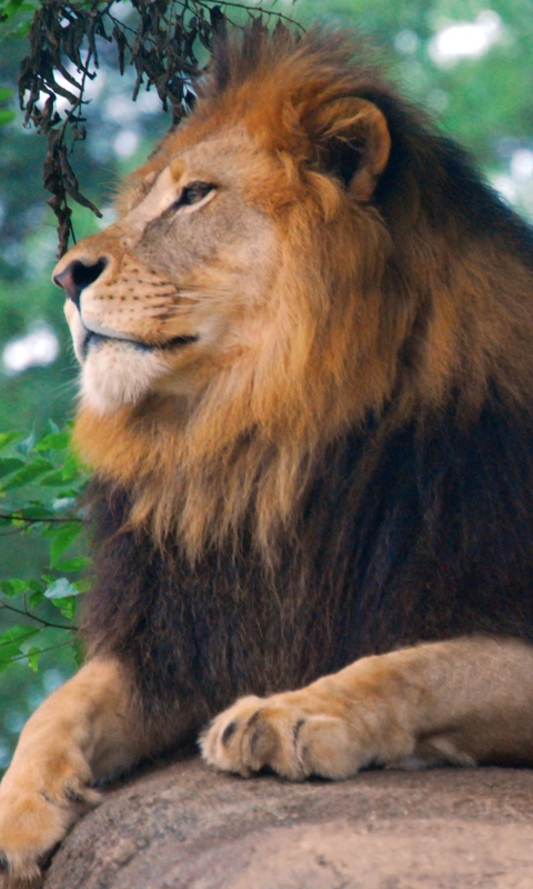 Lion King Of Zoo wallpaper 480x800