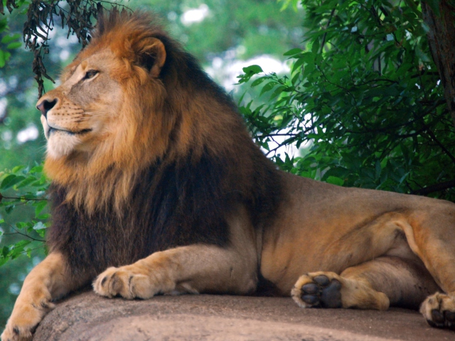 Обои Lion King Of Zoo 640x480