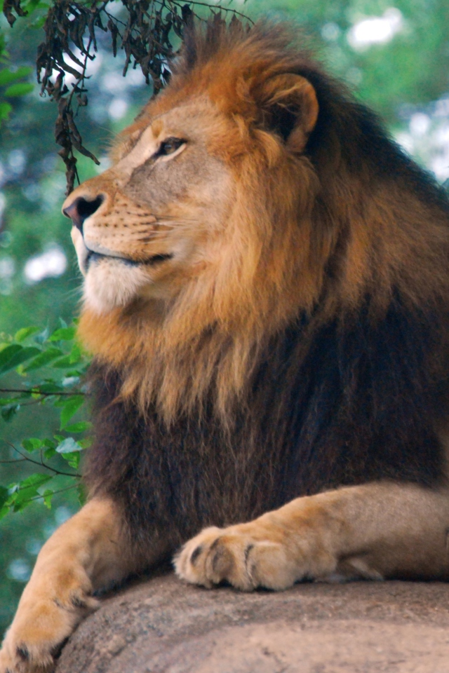 Lion King Of Zoo wallpaper 640x960