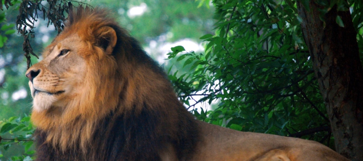 Das Lion King Of Zoo Wallpaper 720x320
