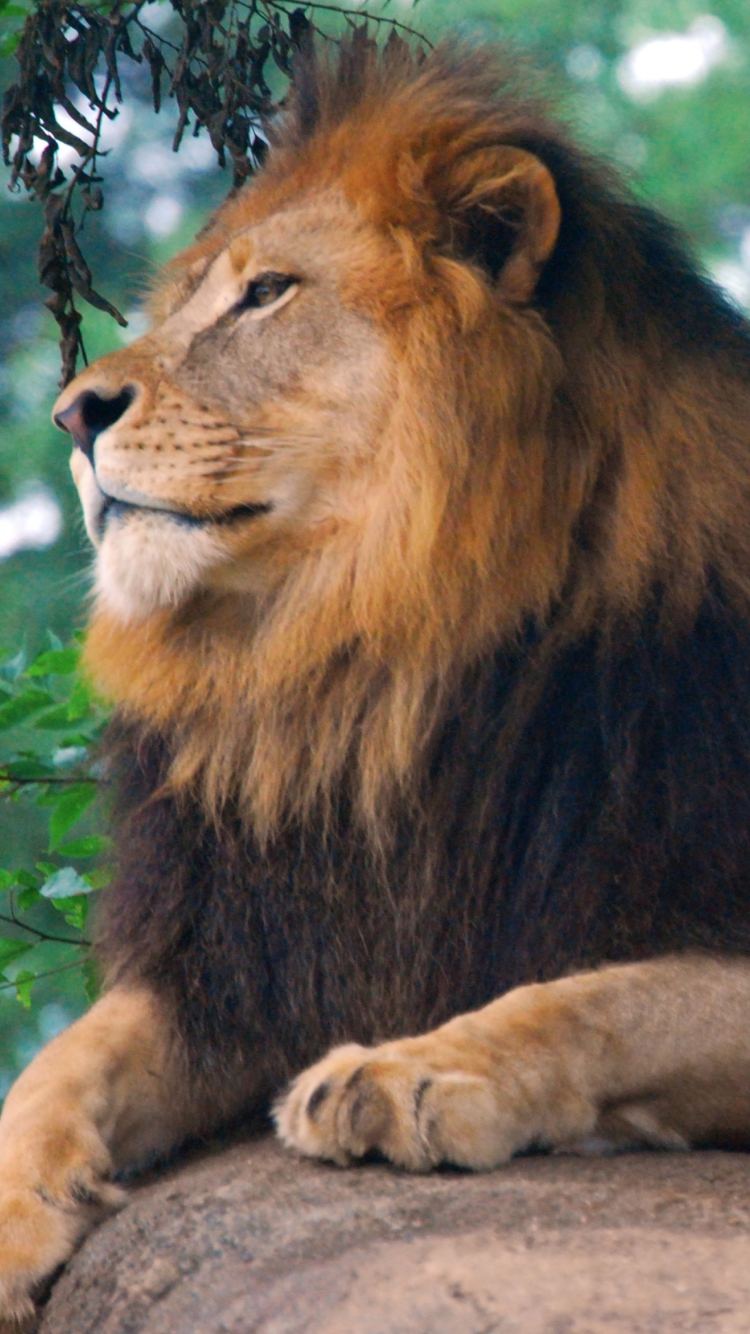 Lion King Of Zoo wallpaper 750x1334