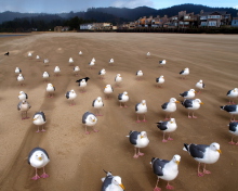 Seagull Beach wallpaper 220x176