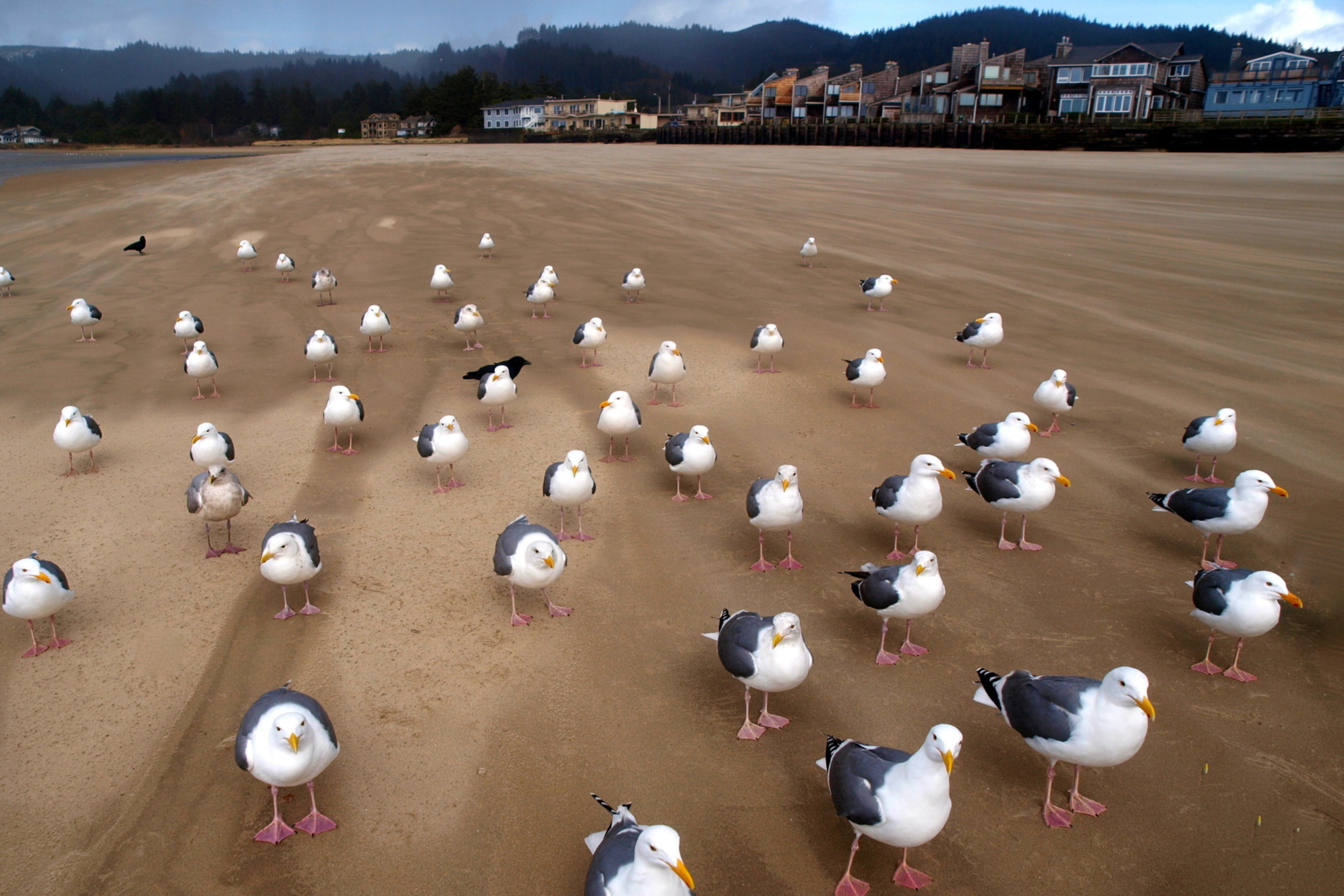 Seagull Beach wallpaper 2880x1920