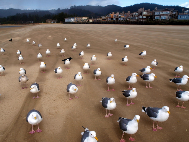 Seagull Beach wallpaper 640x480