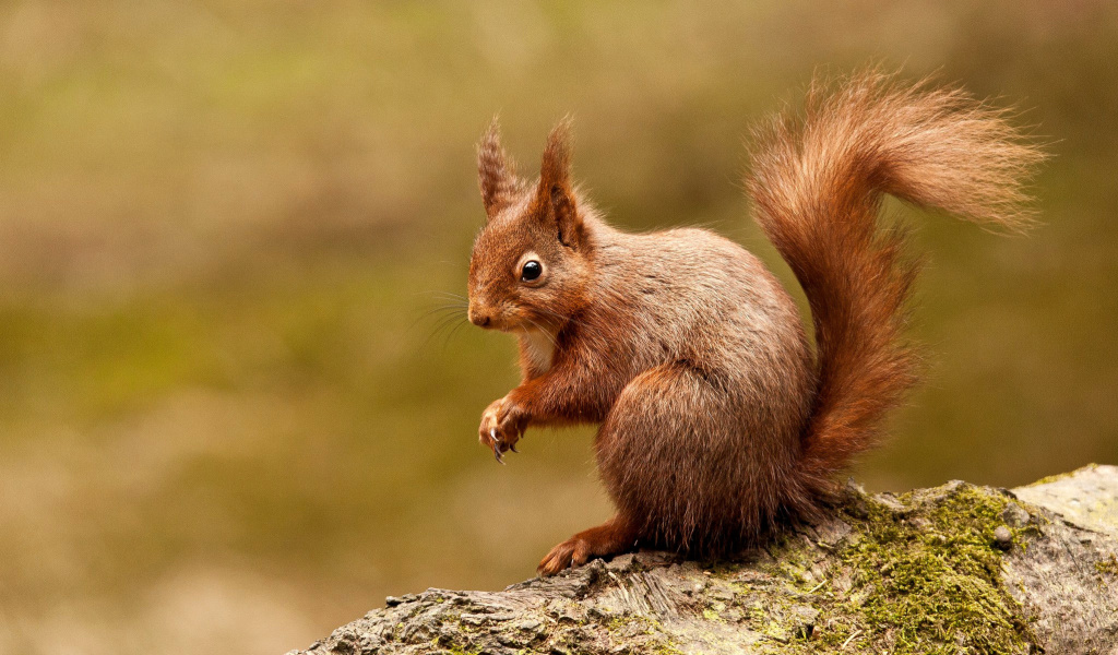 Squirrel wallpaper 1024x600