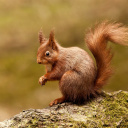 Fondo de pantalla Squirrel 128x128