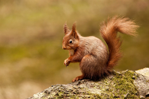 Squirrel wallpaper 480x320