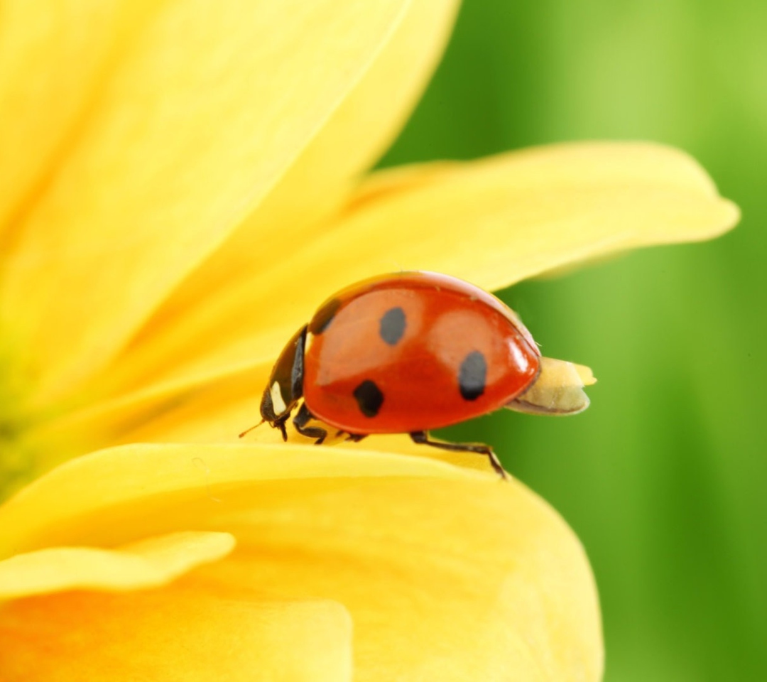 Yellow Sunflower And Red Ladybug wallpaper 1080x960