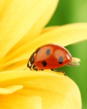 Yellow Sunflower And Red Ladybug wallpaper 128x160