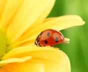 Yellow Sunflower And Red Ladybug wallpaper 176x144