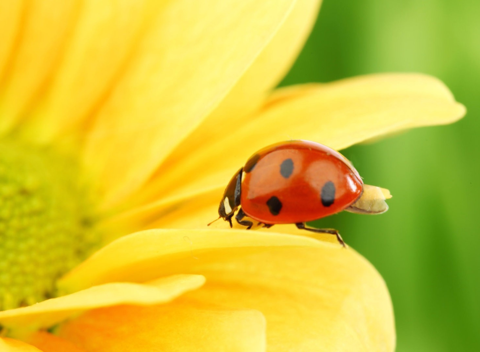 Yellow Sunflower And Red Ladybug wallpaper 1920x1408